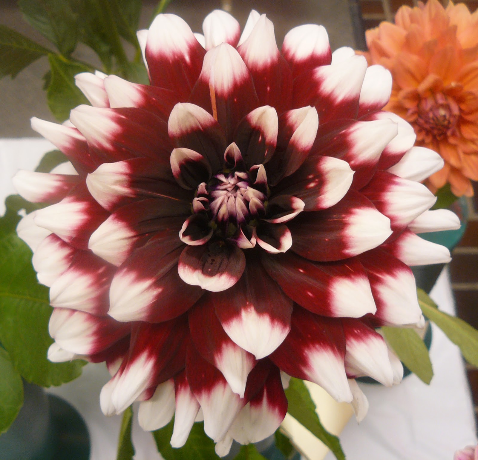 Clear Creek Dahlias Dahlia Gallery