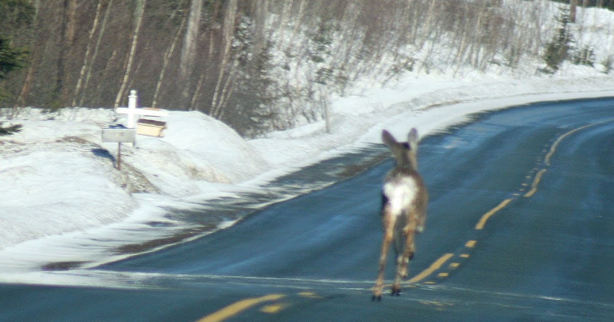 nature tales and camera trails Deer on the highway