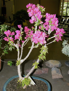 Dian Yang Tak Kunjung Padam ANEKA BUNGA KERTAS BONSAI Dian Yang Tak Kunjung Padam ANEKA BUNGA KERTAS BONSAI