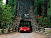 Chandelier Tree, Leggett, California wallpapers