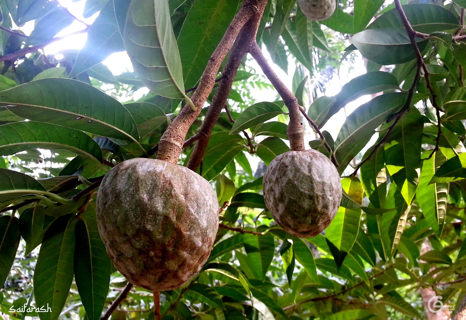 Saif Arash Photography Annona squamosa Kerala