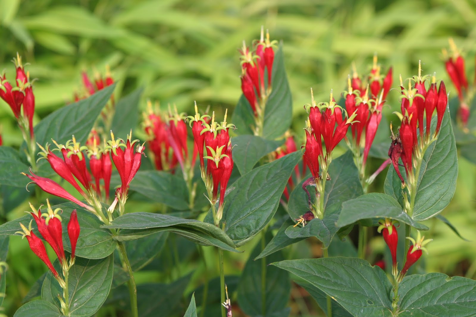 Powell Gardens� Blog Red Hot in June