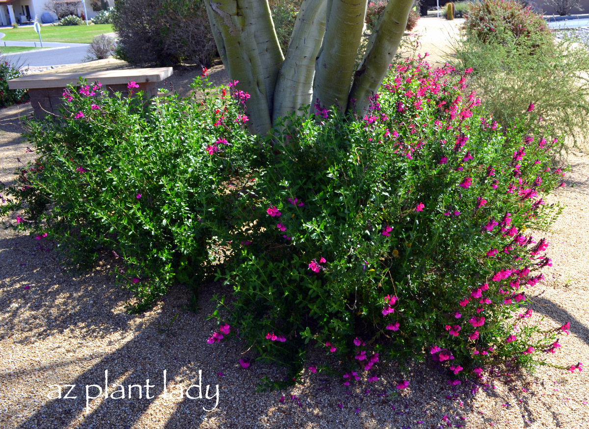 A Shrub To Be Thankful For The Groundseltree Or Salt Bush