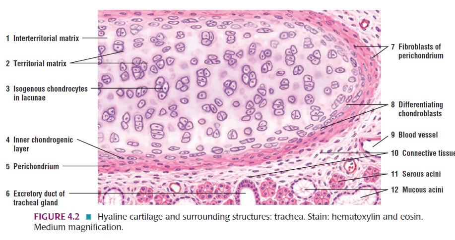 HistologiJaringan Tulang dan Kartilago BlogK Putih