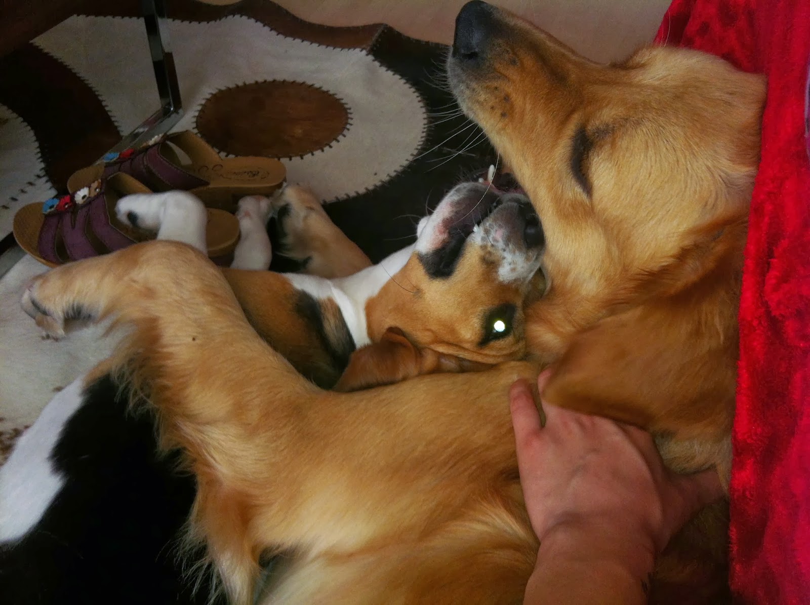 milayıbeklerken Hamilelikte evde kedi köpek beslemek doğru değildir