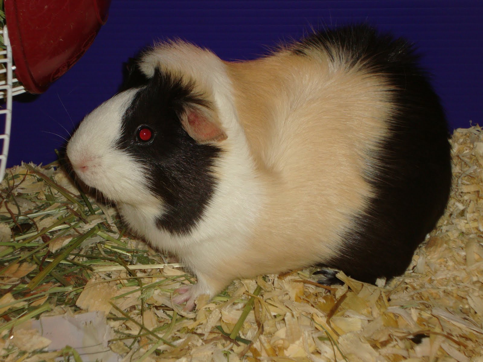 Kayla's Space Guinea Pigs Everywhere!!