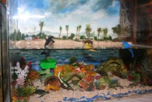 marine ecology projects for teens
