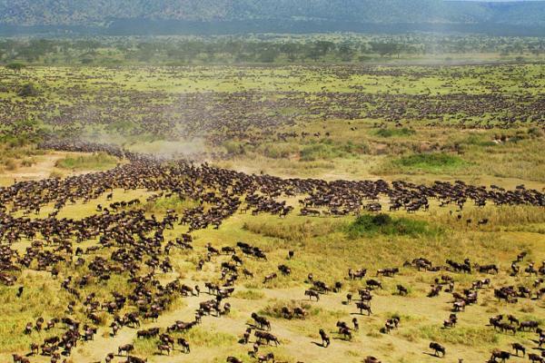 Image result for chinese in serengeti