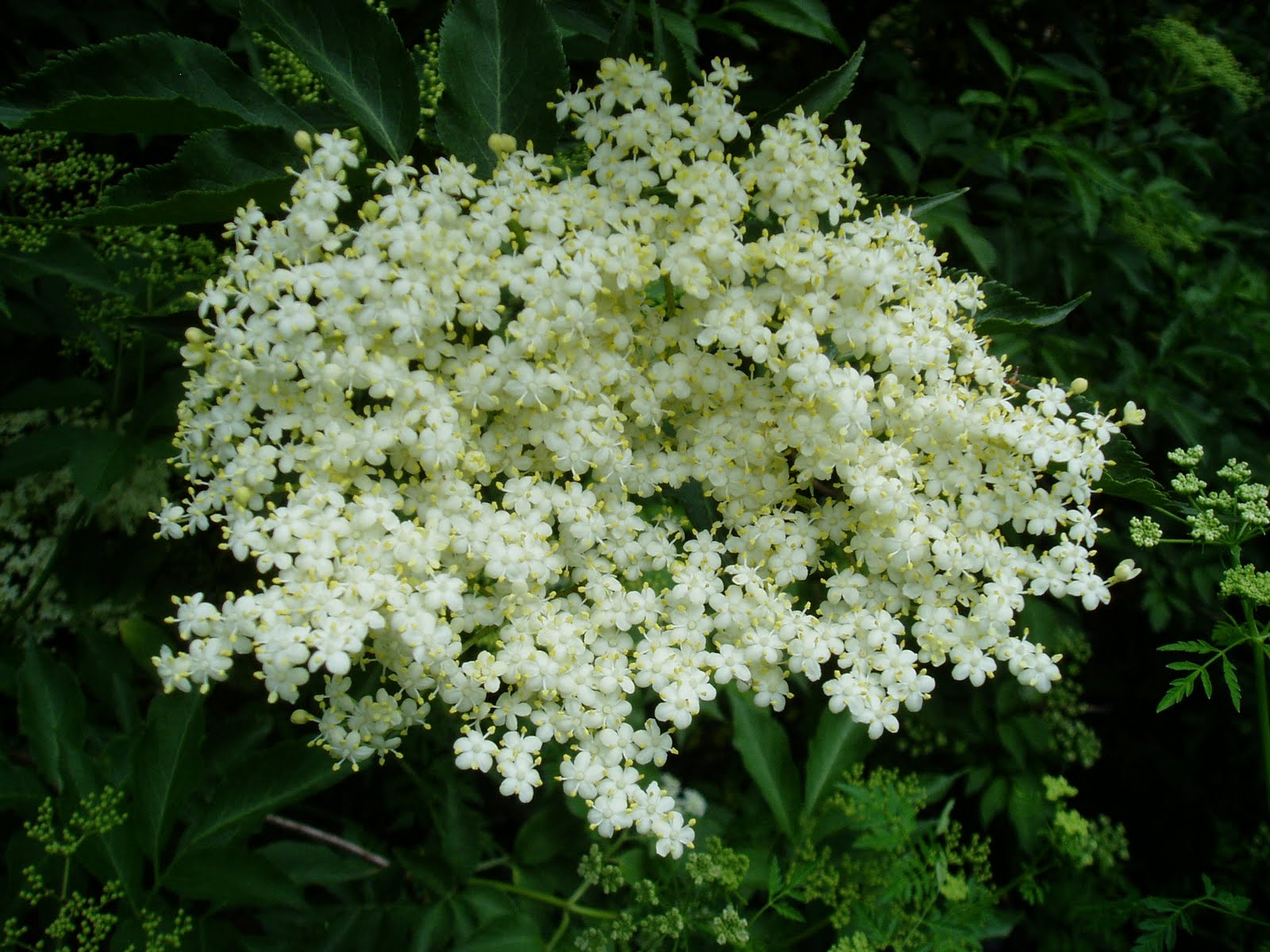 SAÚCO Sambucus nigra Plantas rioMoros