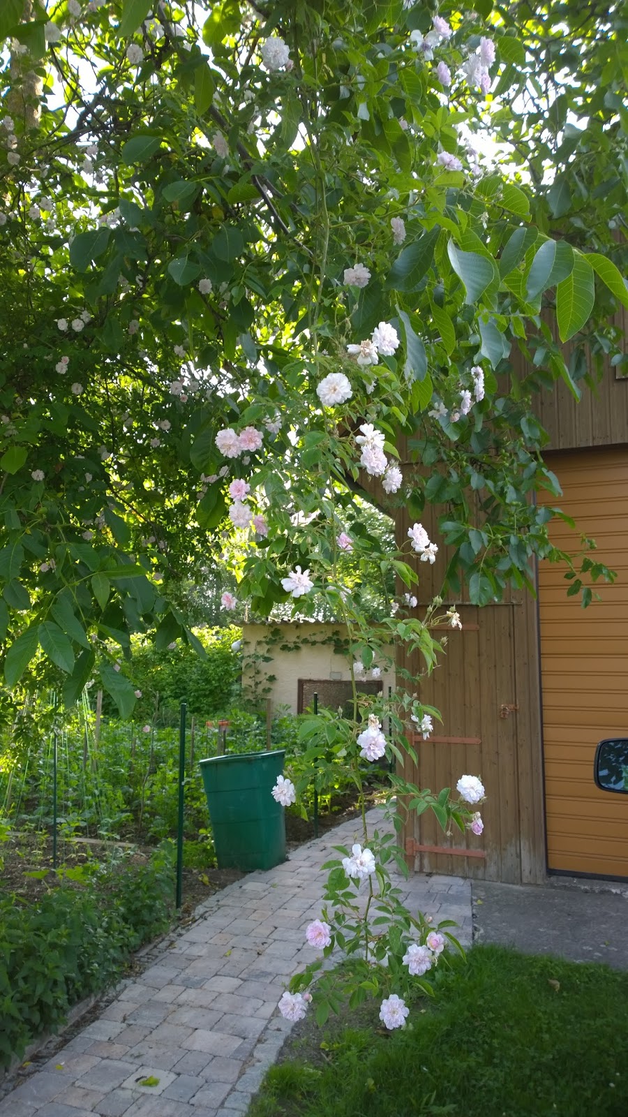 Blüten wohin man sieht, sogar der Walnußbaum blüht über