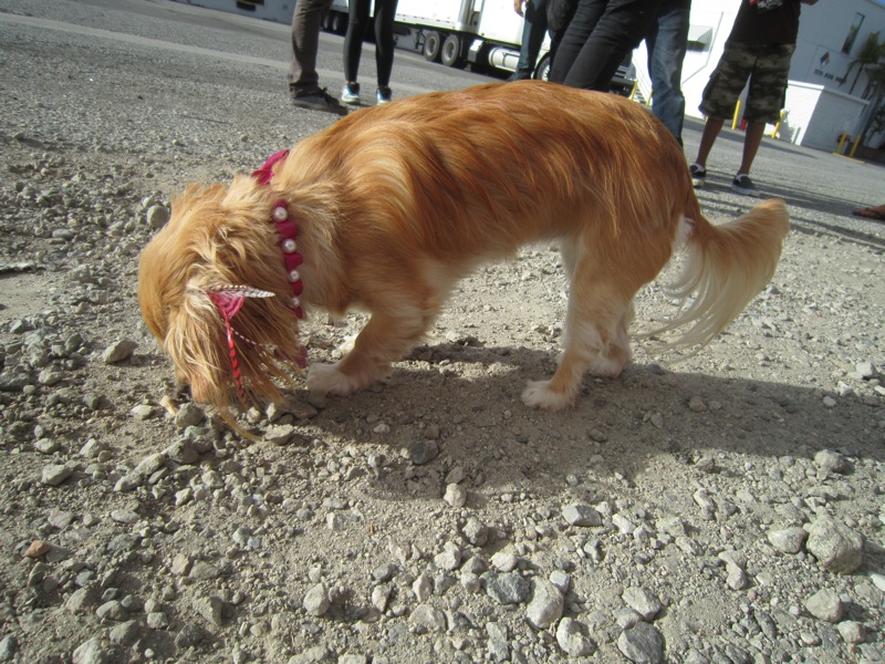 TheCrazyQtip Dog With Feathers In Its Hair