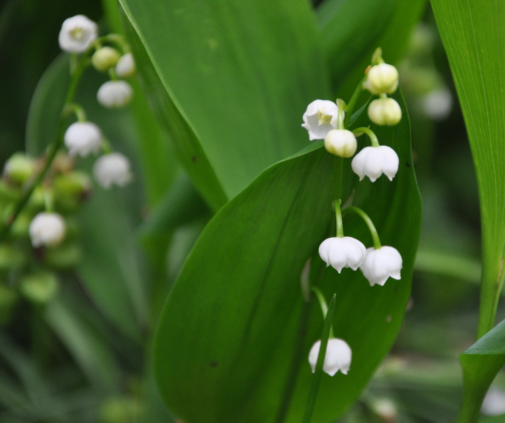 Helen Jane Floristry Favourite Flower for May LilyoftheValley