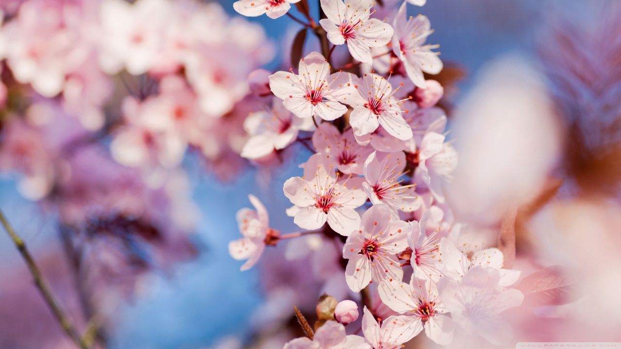 Twila Mann: cherry blossom hd