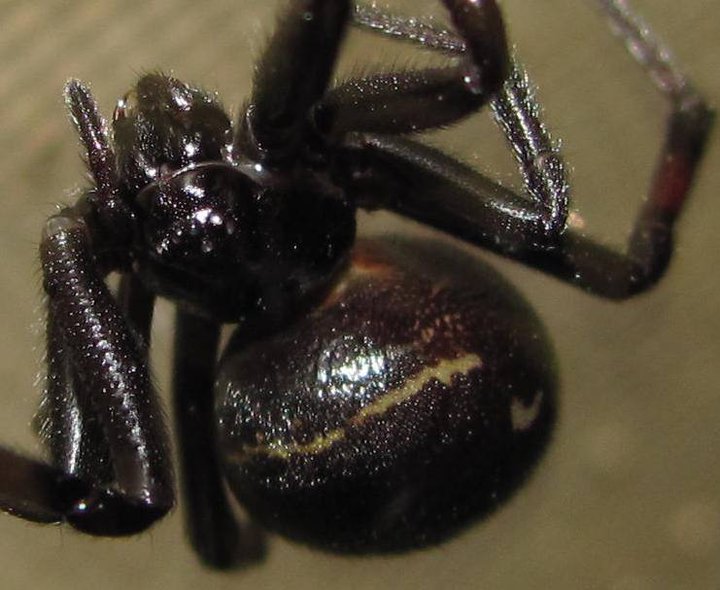 Kenyan Spiders Button/Widow Spiders Family Theridiidae