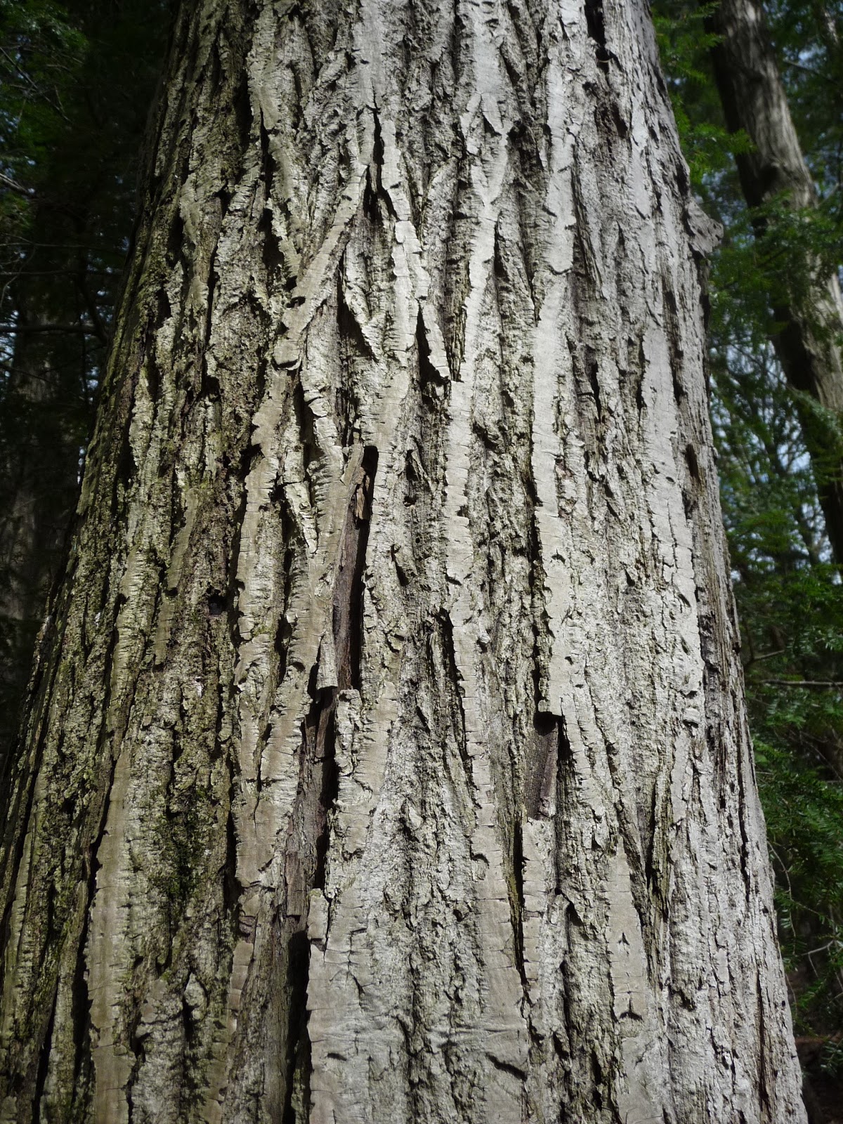 Bluebird Day April 2013