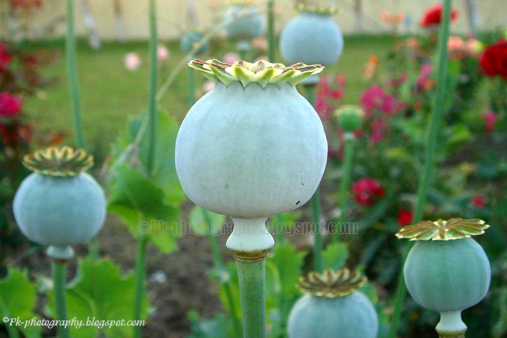 Opium Poppy Plant, Flowers and Seed Pods Nature, Cultural, and Travel