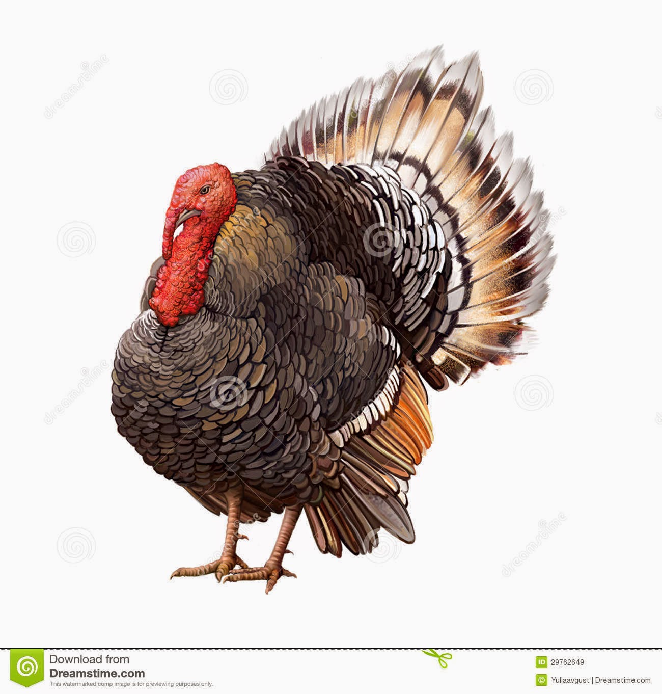 What is the flap of skin under a turkeys chin called?