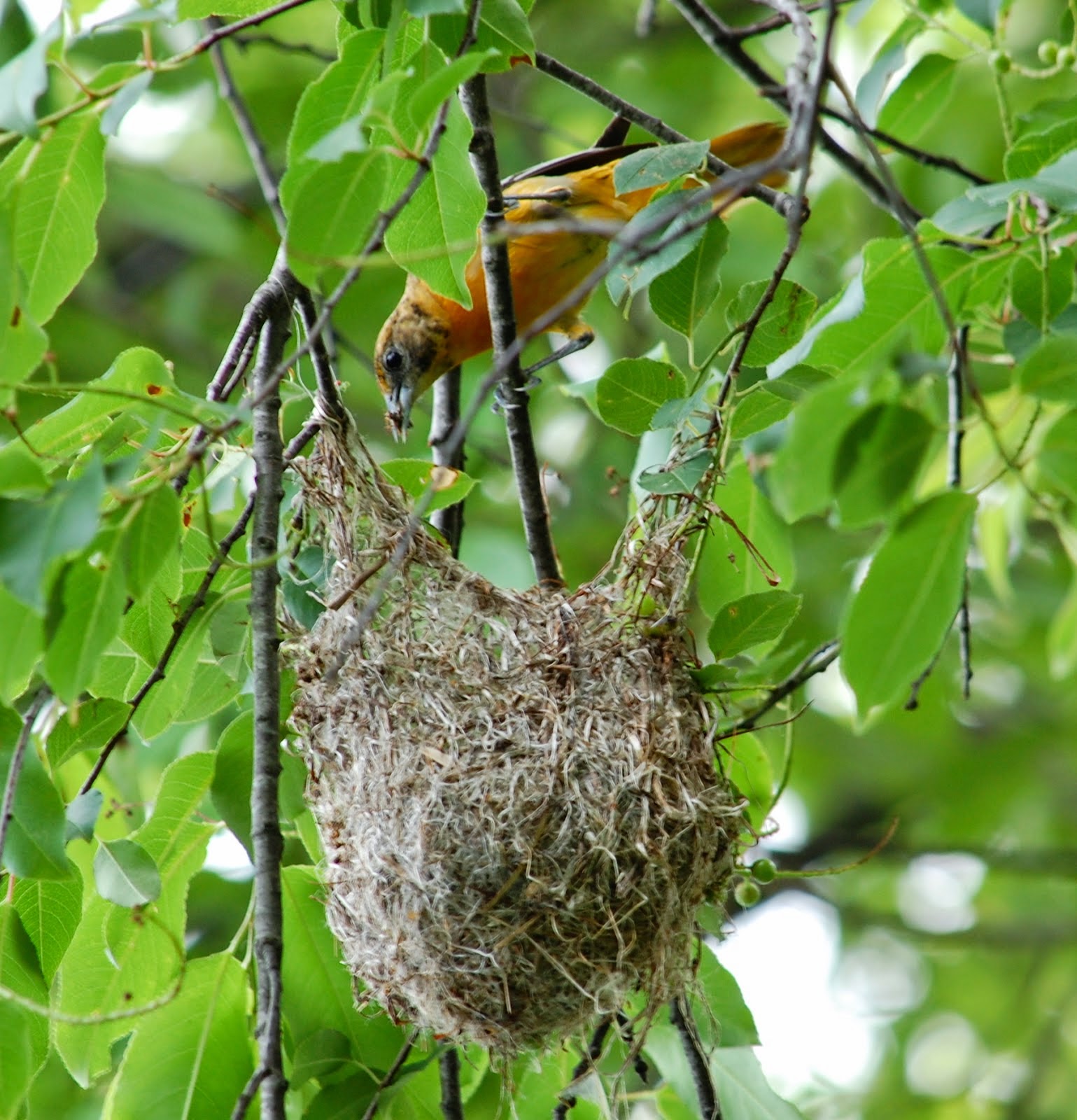 Bird's Nest Pictures 2015 Birds Nest Images And Wallpapers Nesting Birds