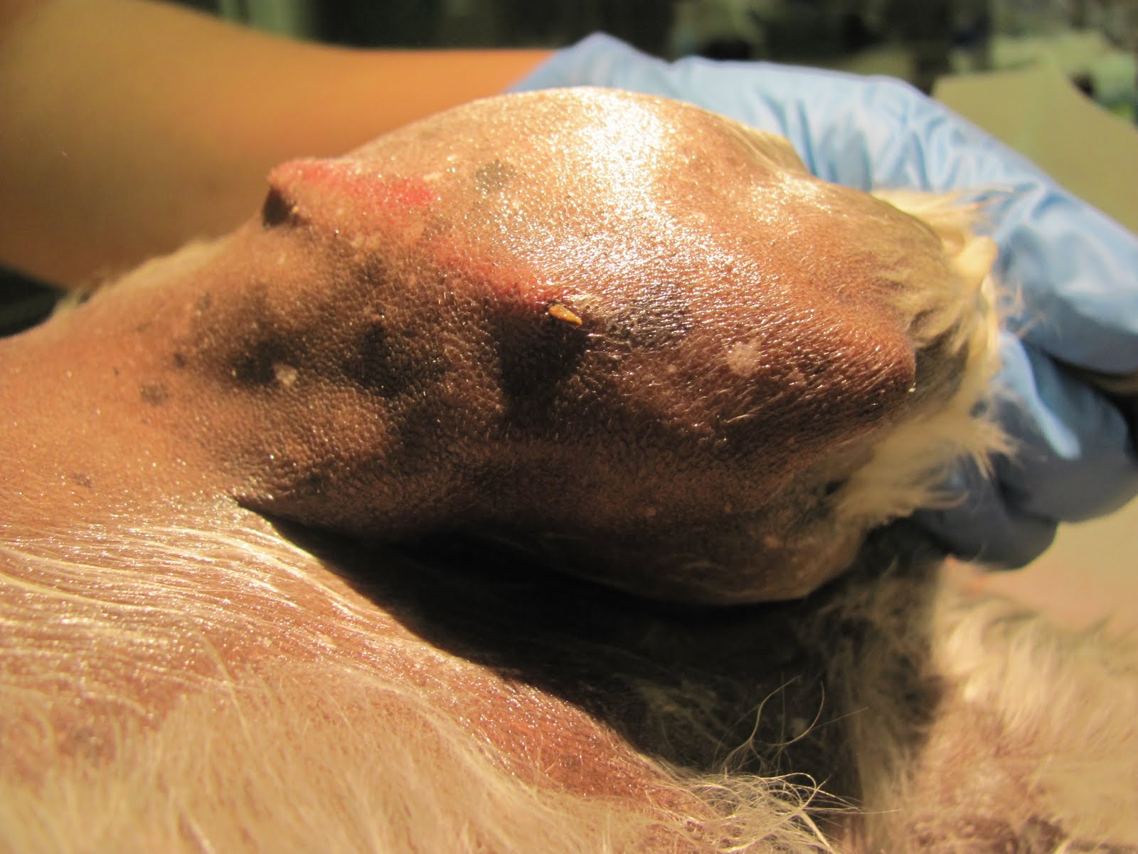 The Homeless Parrot: It's not all death and destruction in the ER...