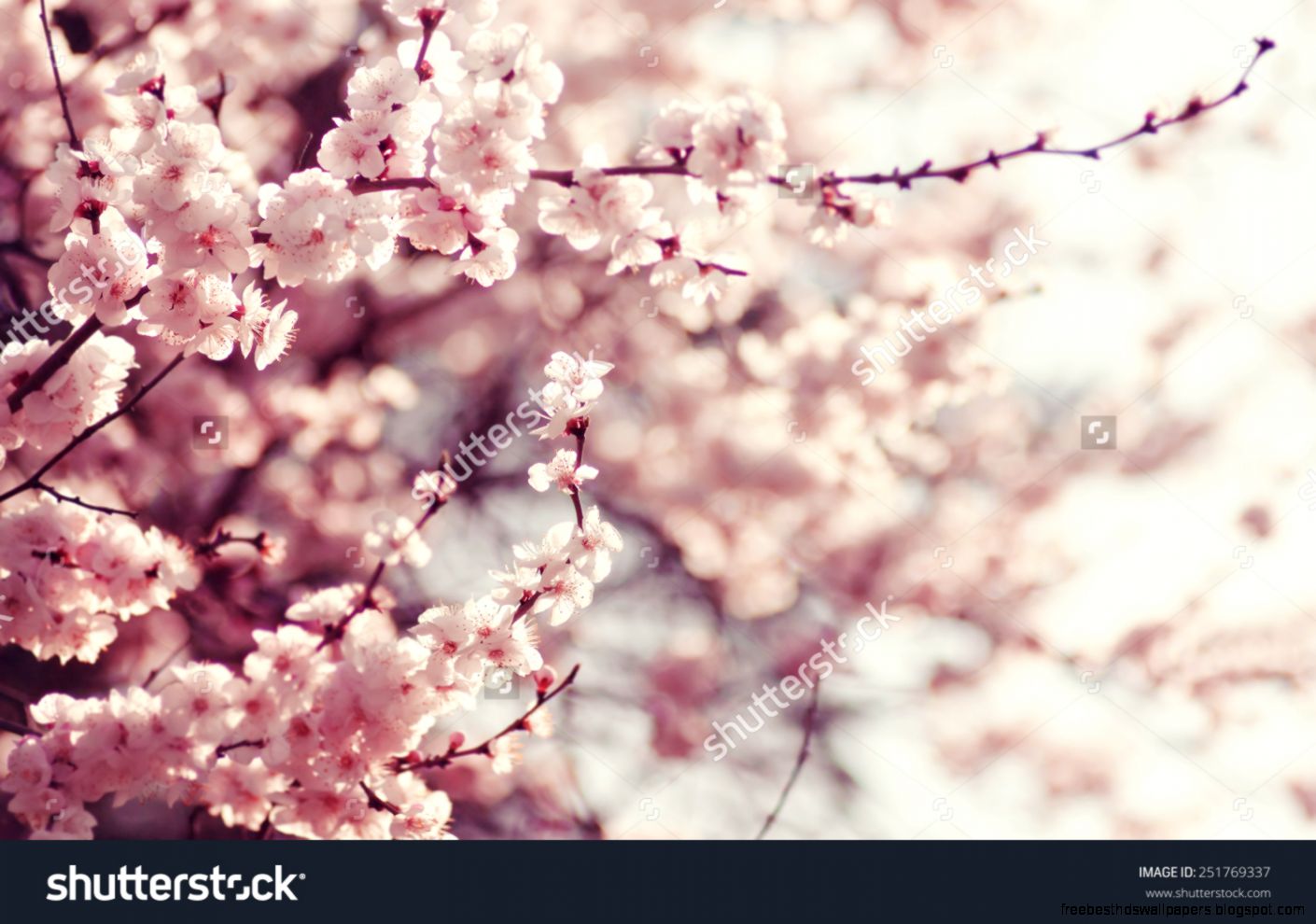 Spring Cherry Blossoms Pink Flowers Stock Photo 251769337 Spring Cherry Blossoms Pink Flowers Stock Photo 251769337