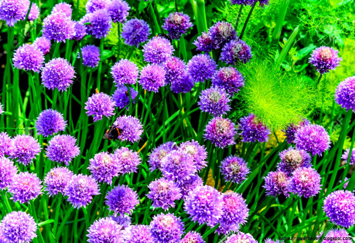 Bumble Bees On Purple Summer Flowers Stock Photo Picture And Bumble Bees On Purple Summer Flowers Stock Photo Picture And