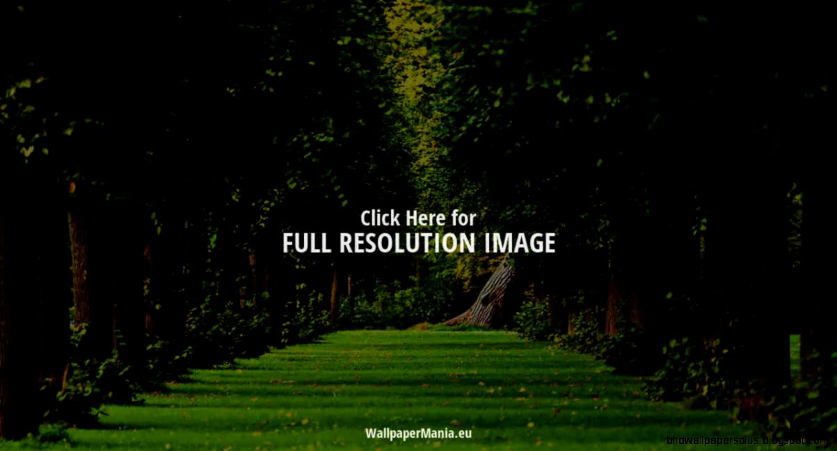 Beautiful green path in the Beautiful green path in the