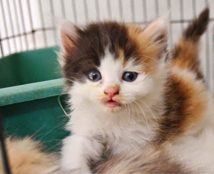 Astrie Merlinda Kucing Persia Medium Calico