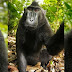 Το δικαστήριο αποφάσισε: οι πίθηκοι δεν έχουν δικαιώματα στις φωτογραφίες τους...