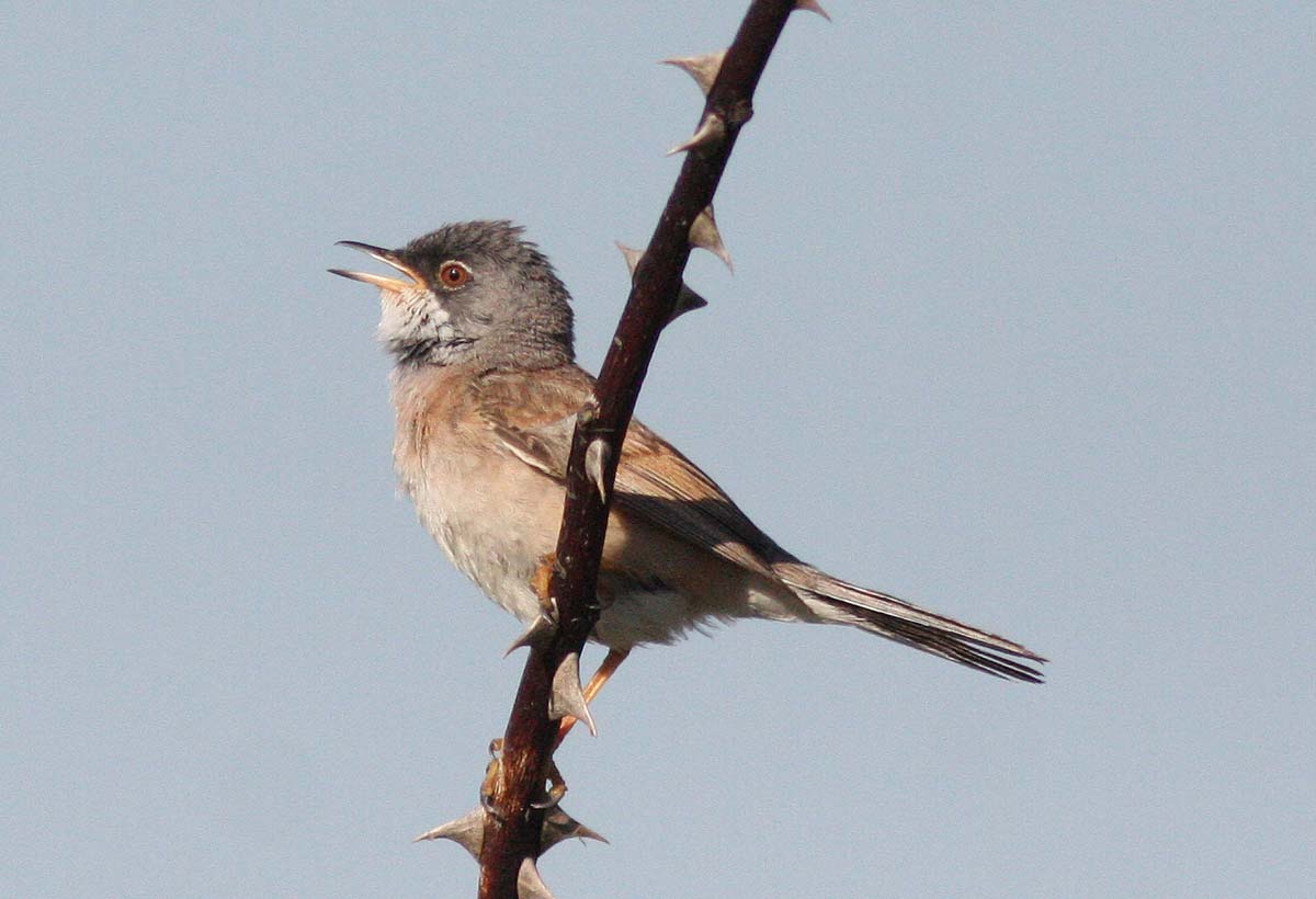 Spectacled Warbler