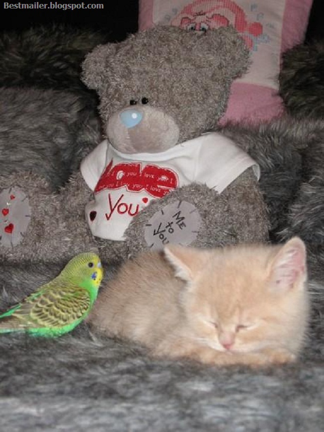 Photos of Kitten and the Bird.5