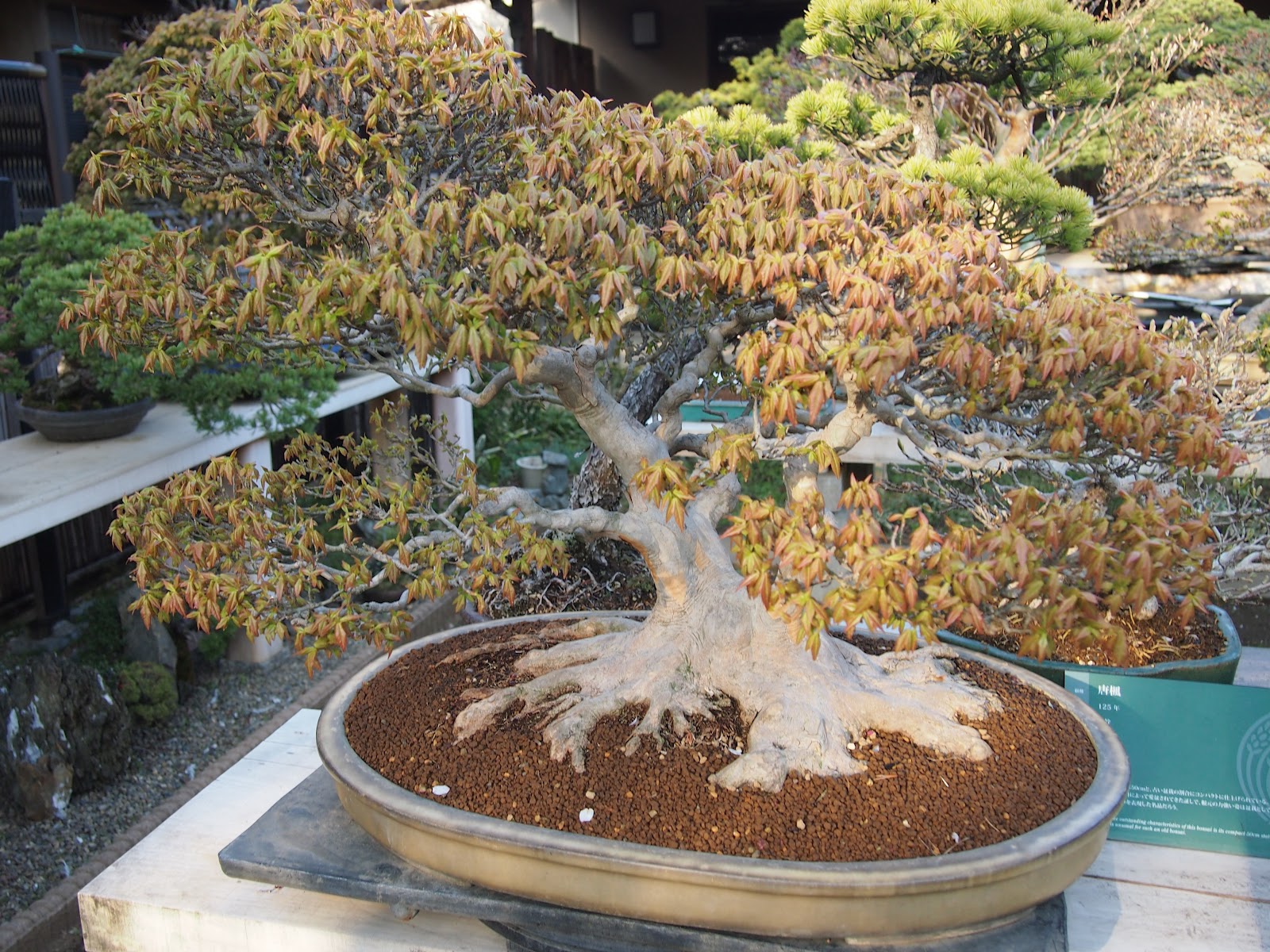 the lime walk MAGNIFICENT BONSAI IN JAPAN