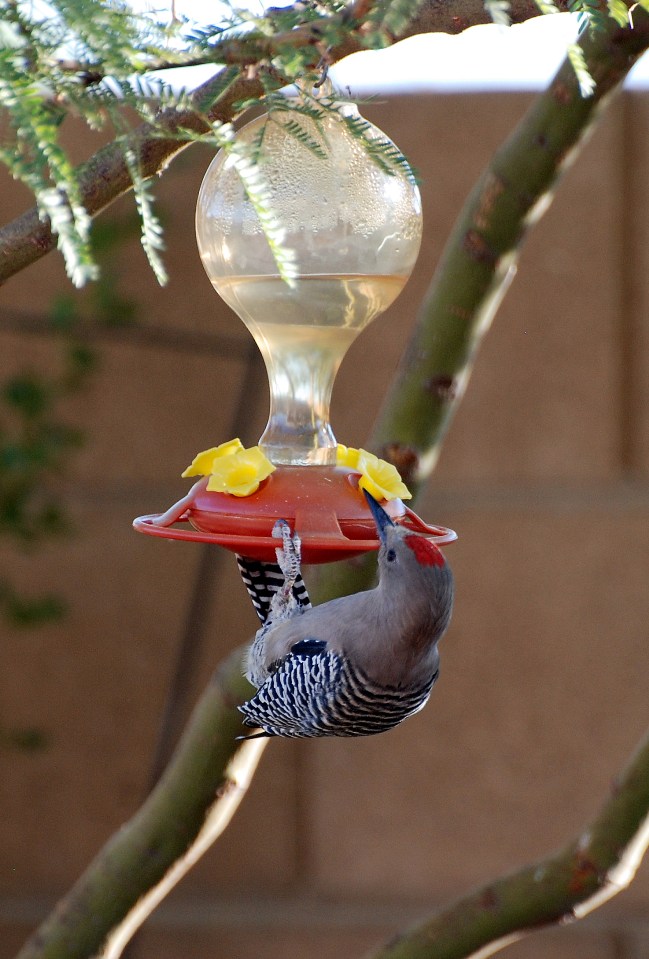 Birding Is Fun!: Discovering What Woodpeckers Eat