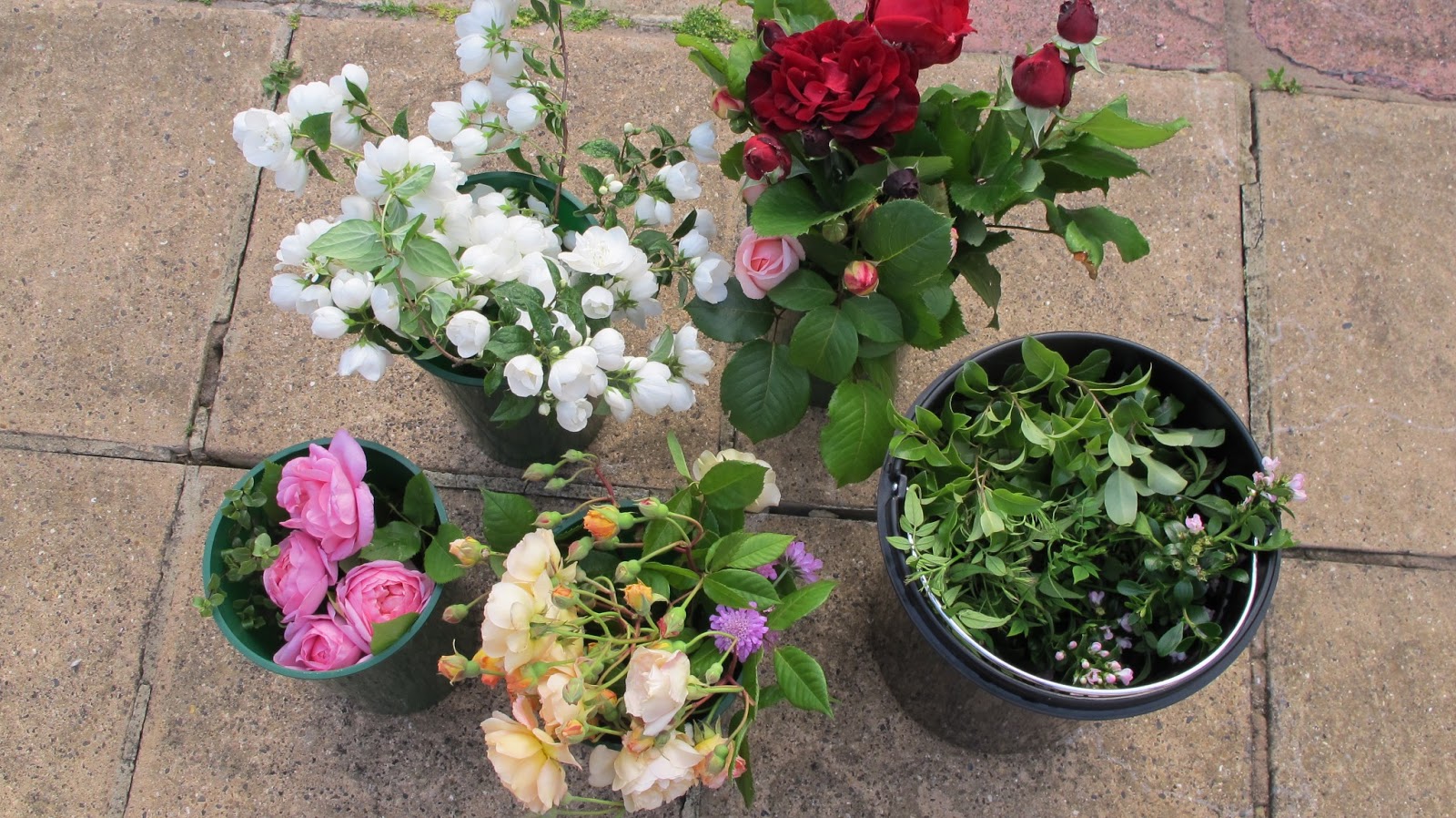 Escallonia Hedge Stock Photos Escallonia Hedge Stock Images Alamy