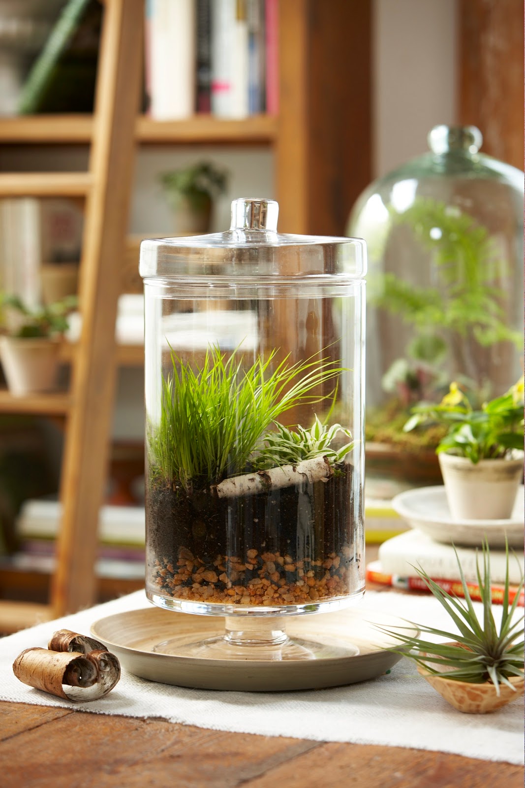 Karin Lidbeck How to build a Terrarium with Expert Tovah Martin
