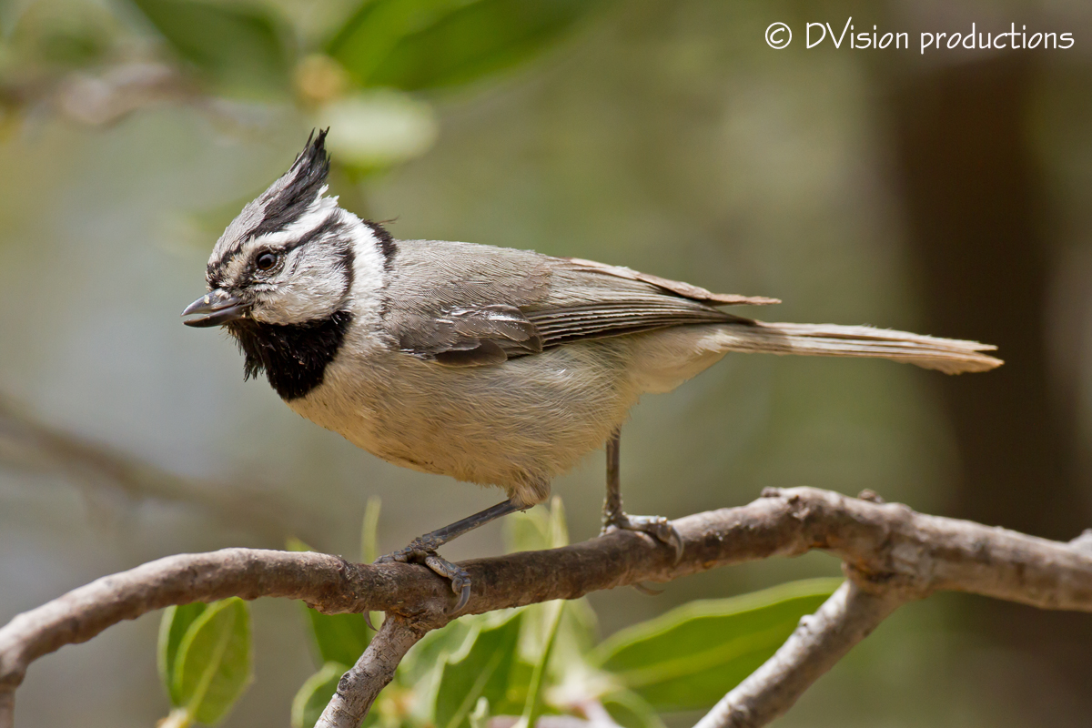 Dave&Callie Southern Arizona Birding Part 2