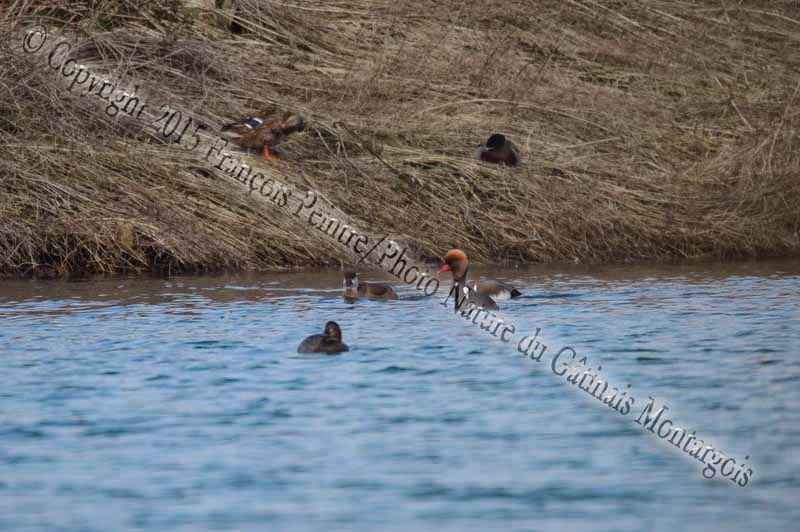 Nette rousse ♂