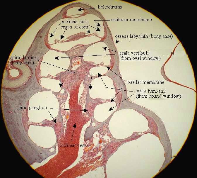 2013 ~ Audiología didáctica para estudiantes ducts cochlea diagram 