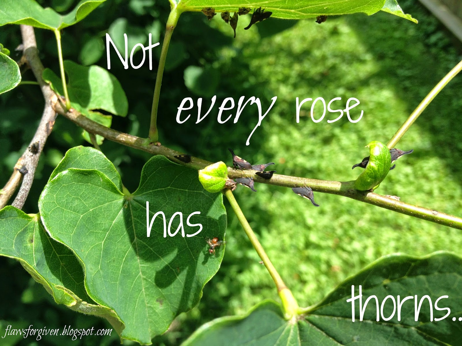 Flaws, Every Rose Does NOT Have Thorns, Bret