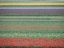 Keukenhof - Pays-Bas