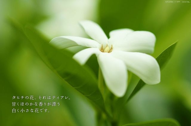 南太平洋旅行専門店 スタッフブログ Bula Vinaka タヒチ ティアレの花の伝説