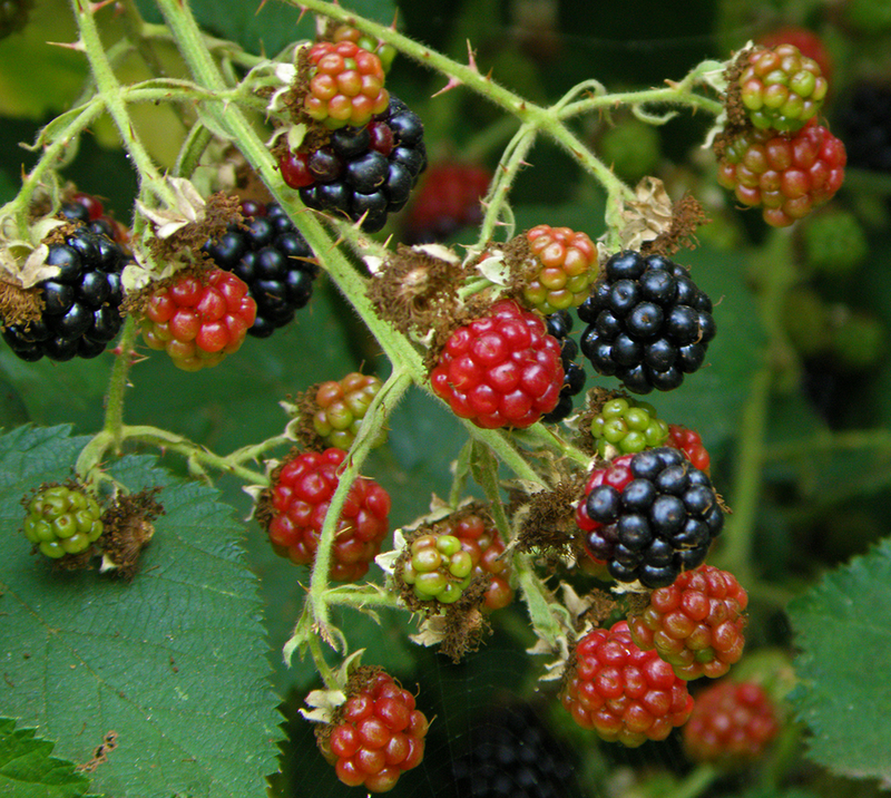 Seasonal Eating Top Ten Plants for August Harvest