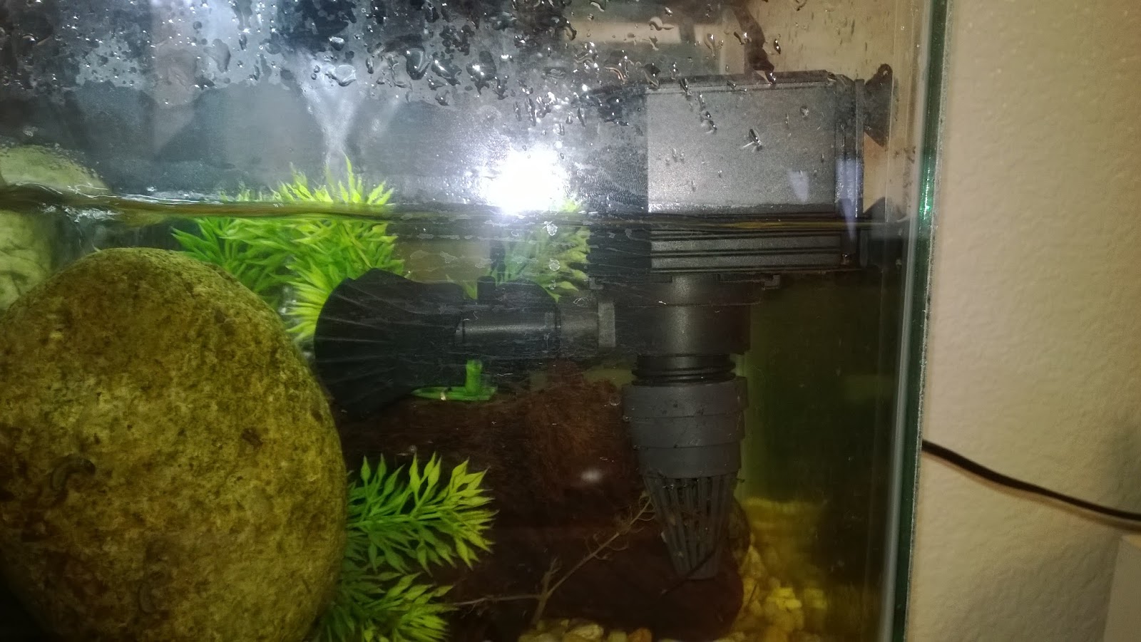 My Aquatic Insect Aquarium SetUp Keep Calm and Fly Fish