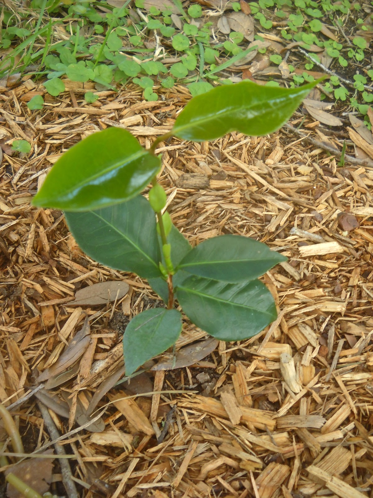Unexpected Ending! What Happens After The Camellias Bloom? - sj09mok
