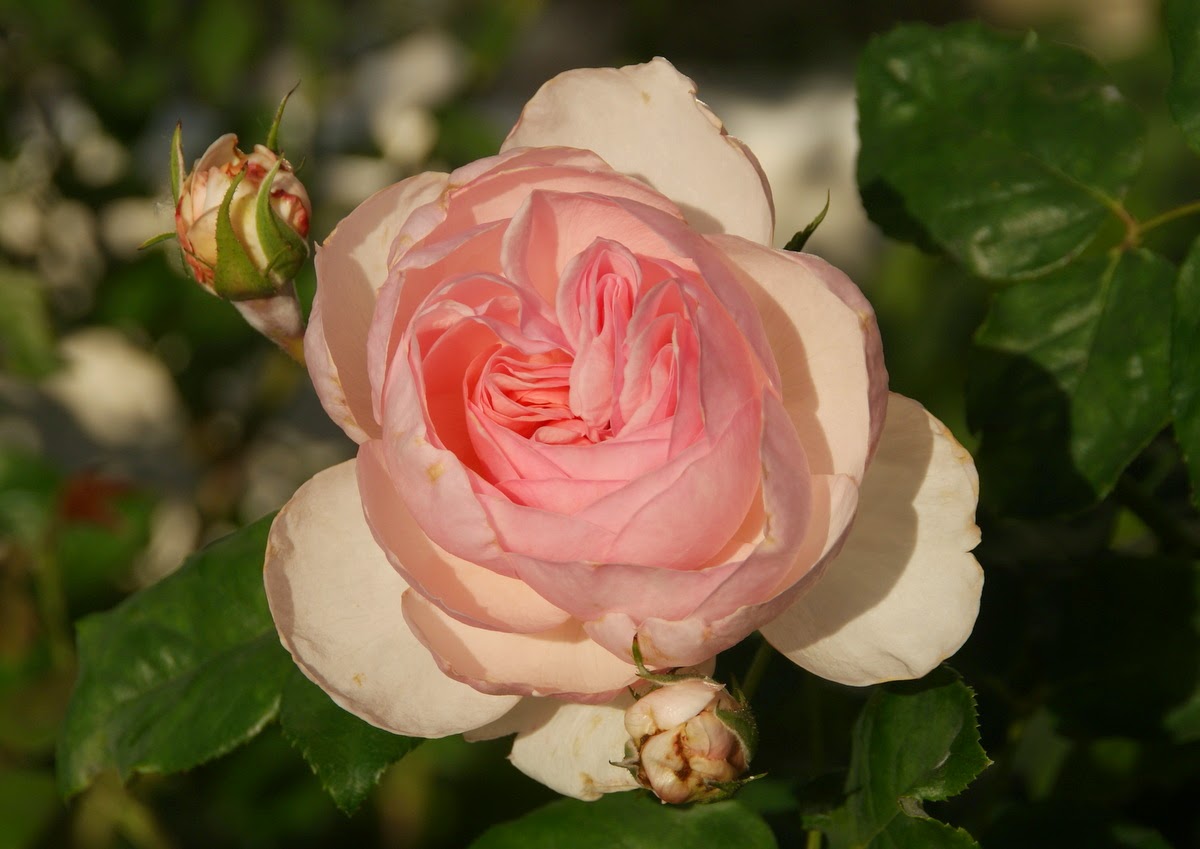 Organic Garden Dreams April Roses