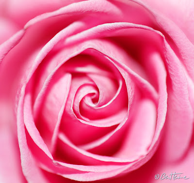 Rose Petals - Life, love, passion, colors - photo by Ben Heine (2013)