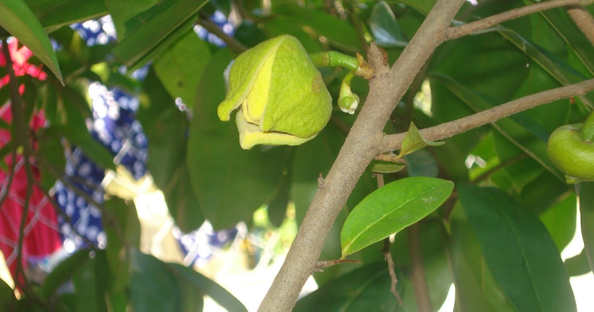 Generally Soursop Flower