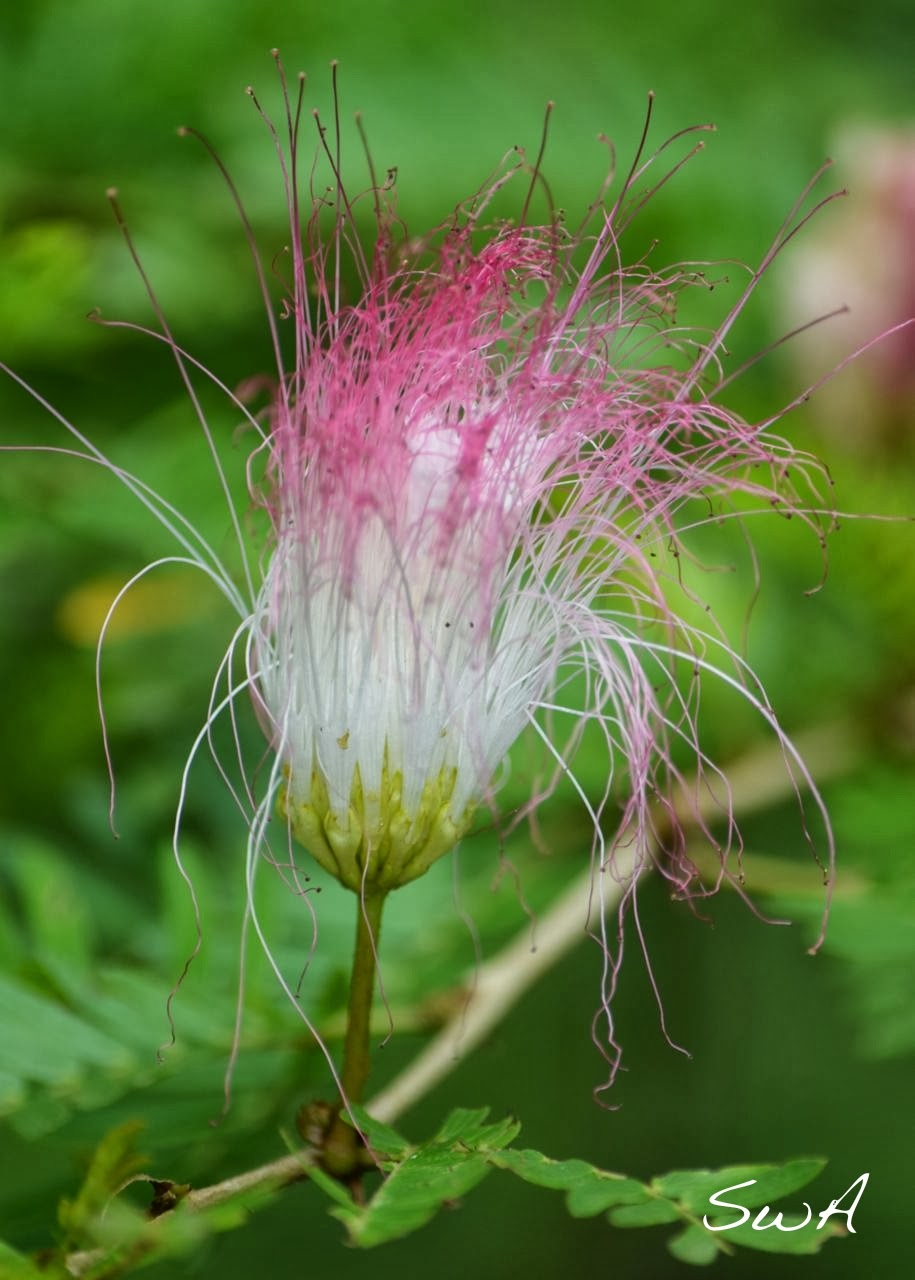 Tropical Biodiversity Santarém Pará Brasil Powderpuff