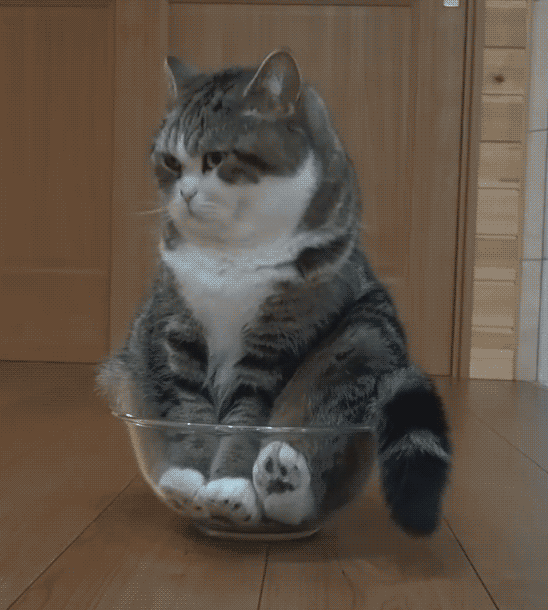 bowl kitty