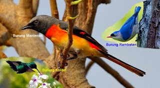 Kumpulan Foto Burung Rambatan Terbaik Foto Burung Kicau
