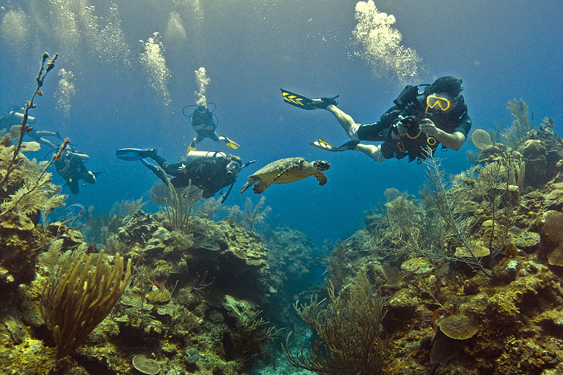 Batangas Beach Resorts Dive The Hol Chan Marine Reserve & Snorkel